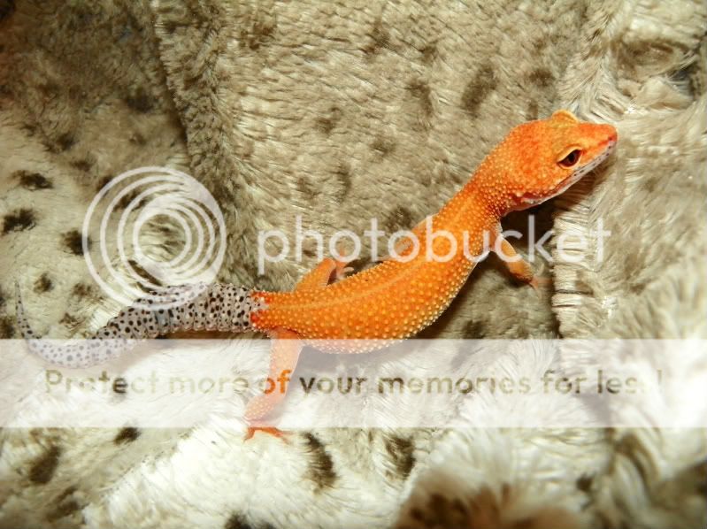 EasterGeckos099.jpg