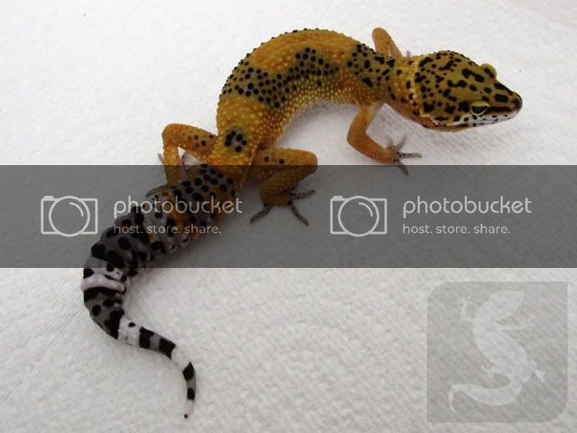 DarkTang_9weeks_pb.jpg