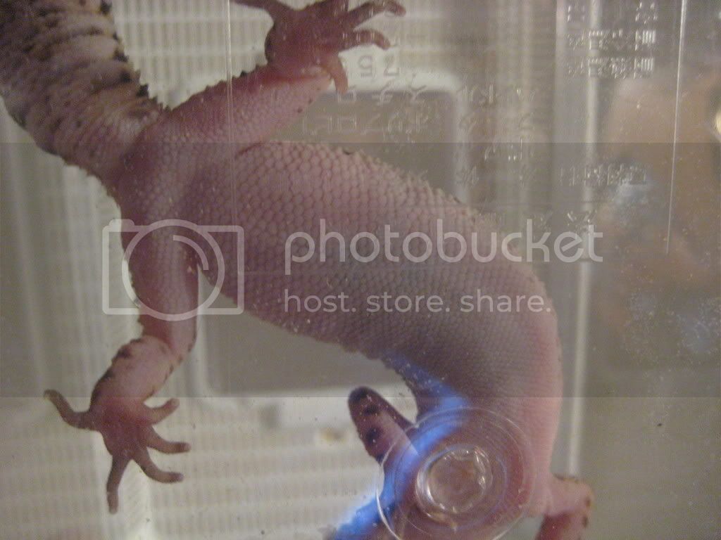 Bello034.jpg