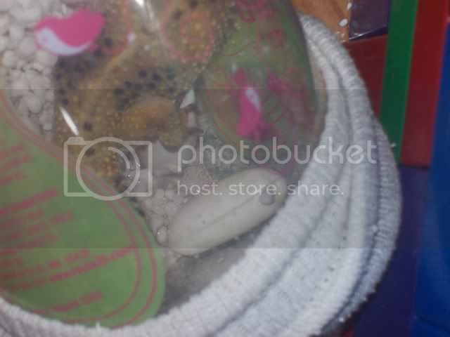 Picture029.jpg