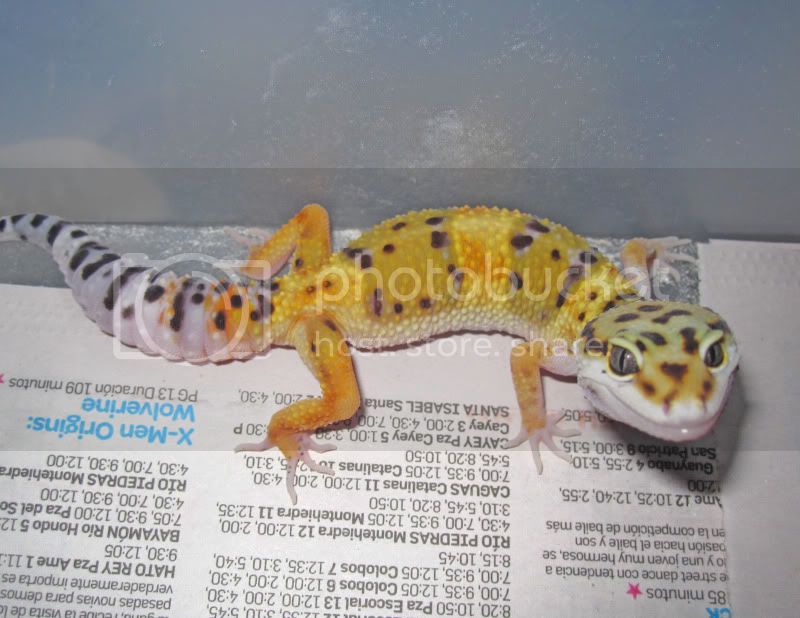 DekoGeckoSep.jpg