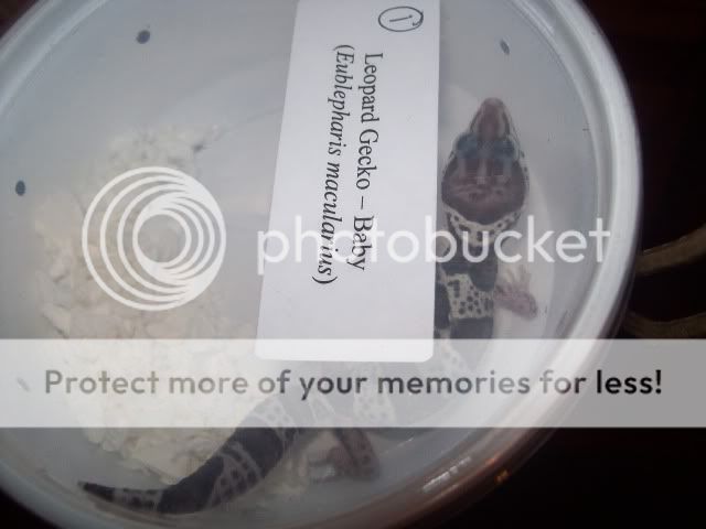 newblackgecko013.jpg