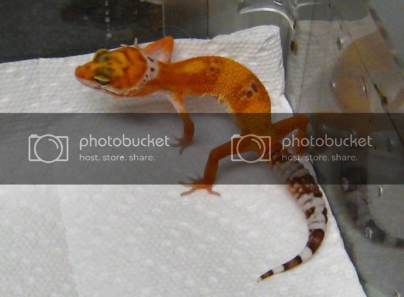 orangeGECKO1.jpg