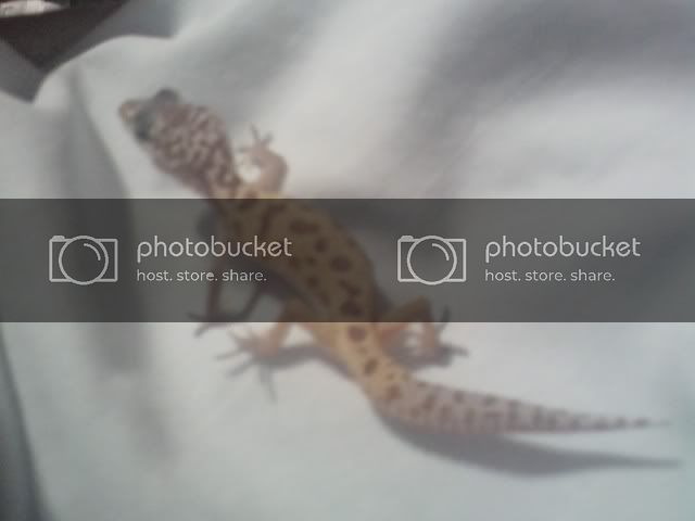 newgecko2.jpg