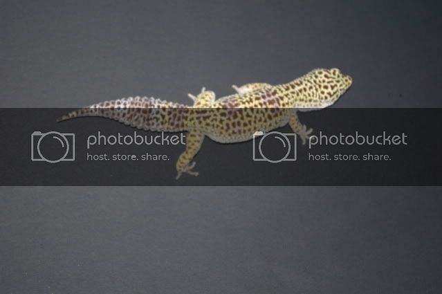 adultgeckos001.jpg