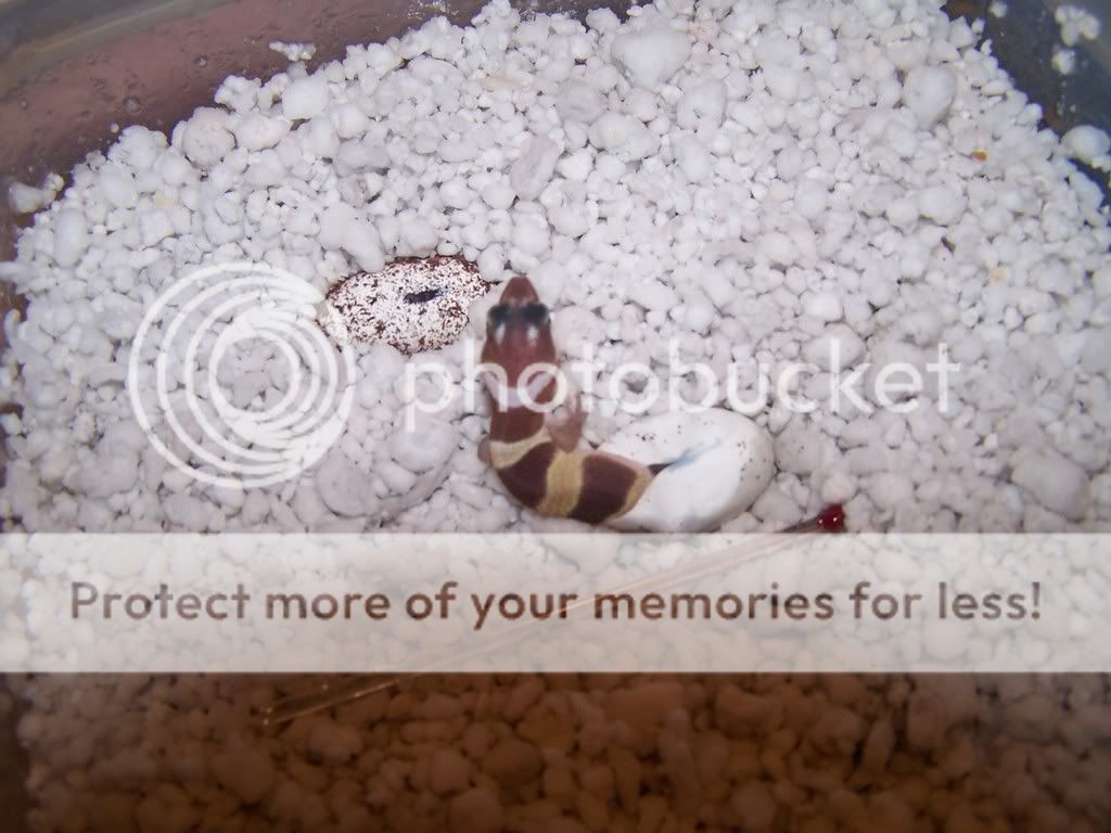 Leopardgecko004.jpg