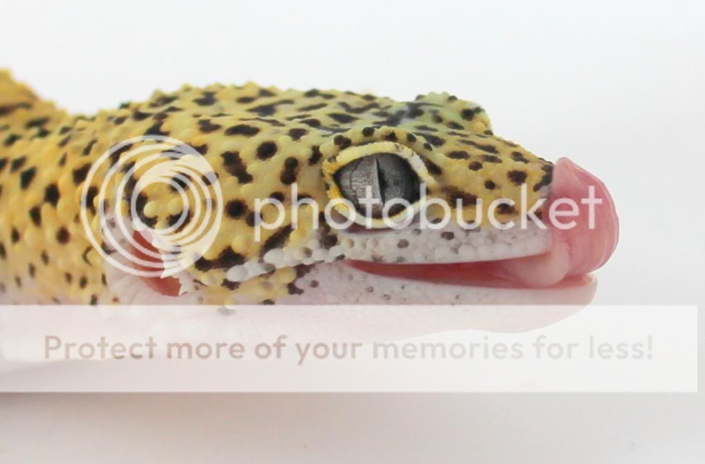 IMG_4456_zpse63bffe5.jpg