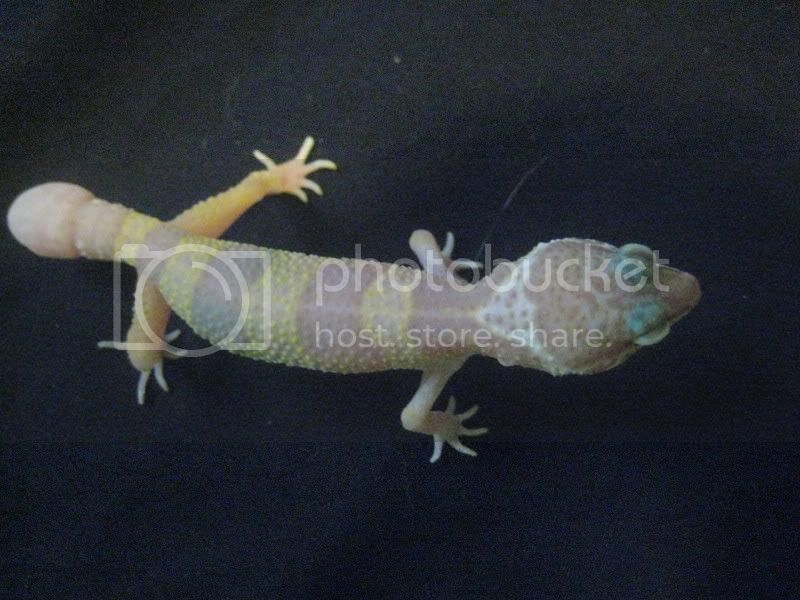 babygecko2.jpg