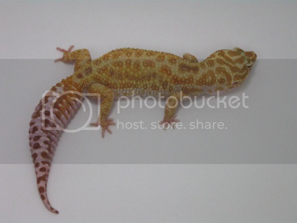 Leopardgeckos580-1.jpg