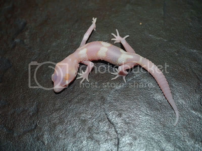 AfghanMackRaptor.jpg