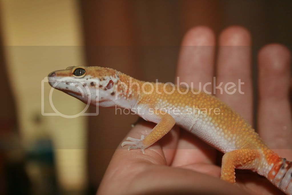 geckos009.jpg