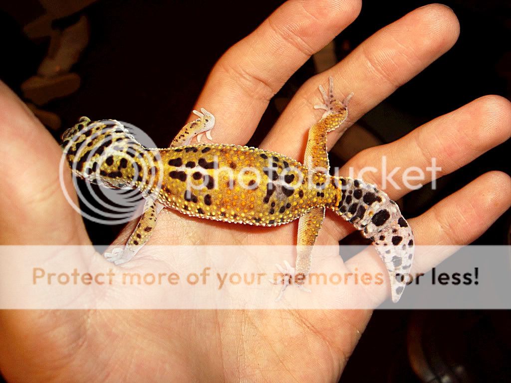 e510c662db3f42ee91e6df2c70a800cc.jpg