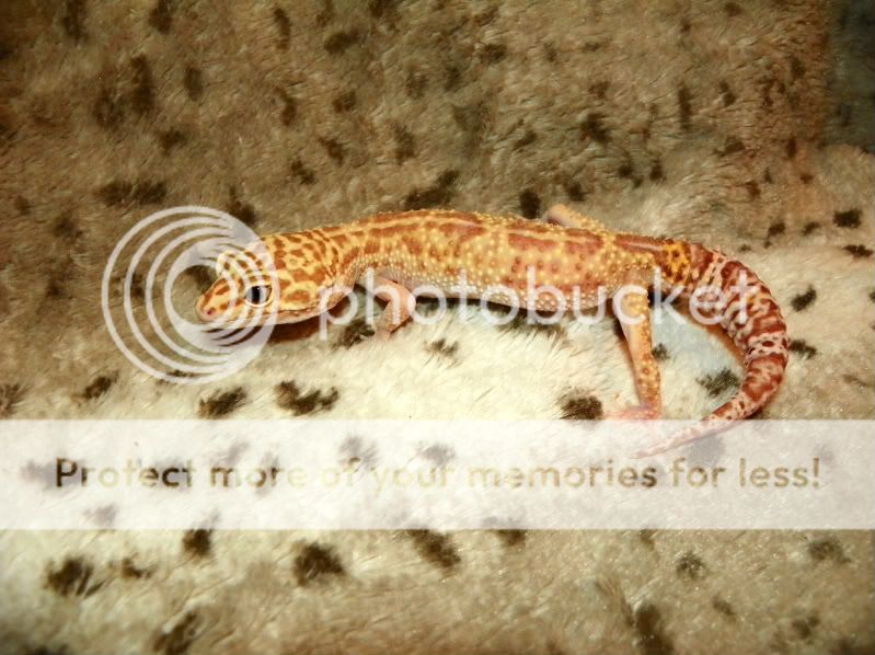 EasterGeckos116.jpg