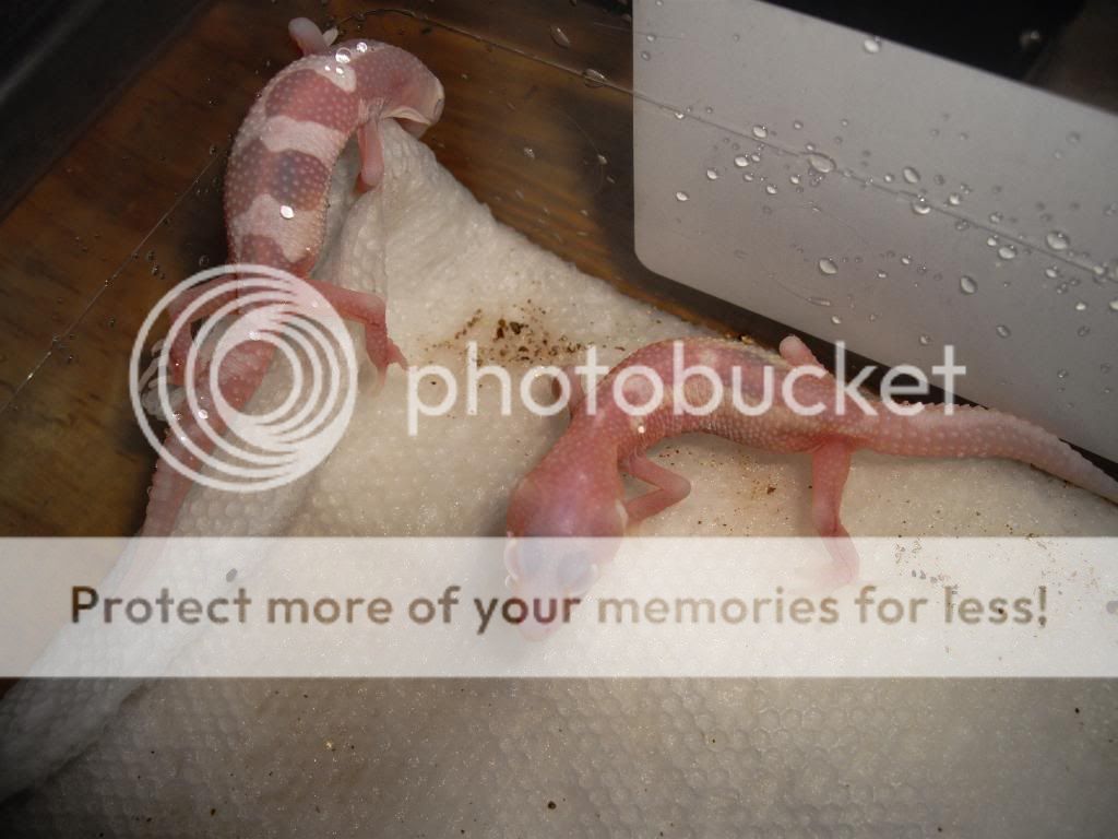 IMGP0621.jpg