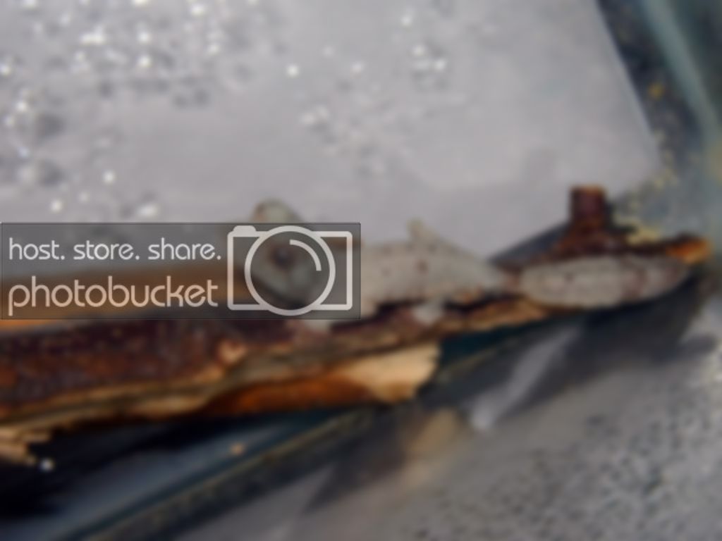 cbhenk31.jpg
