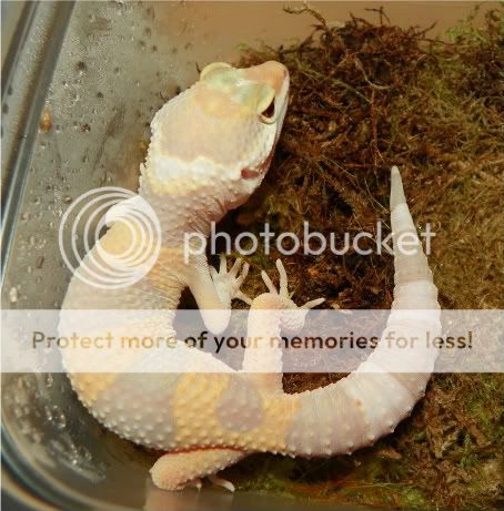 geckos023.jpg