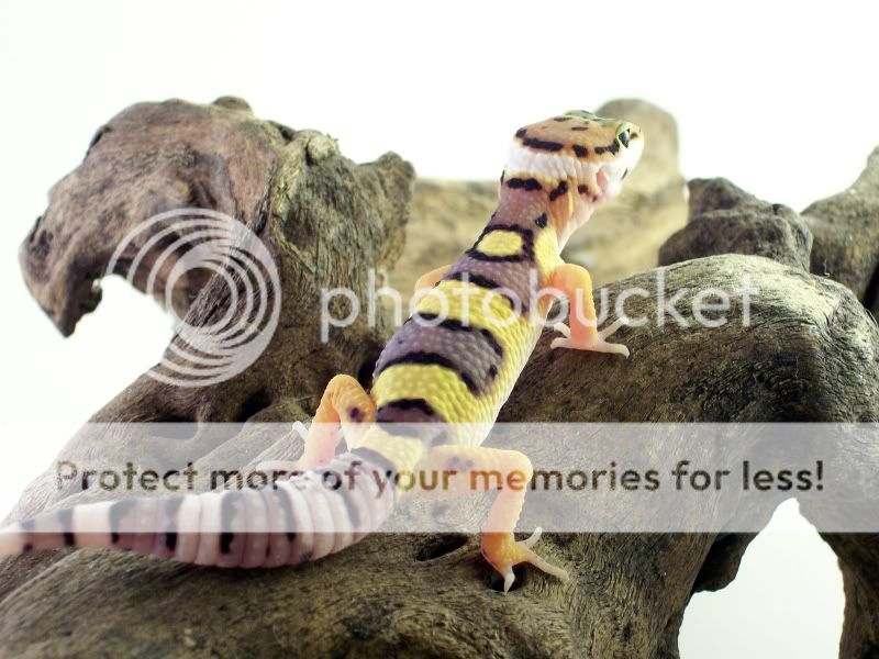 Geckos052.jpg