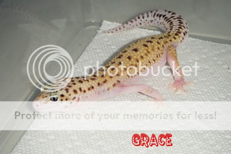 DSCF9598.jpg