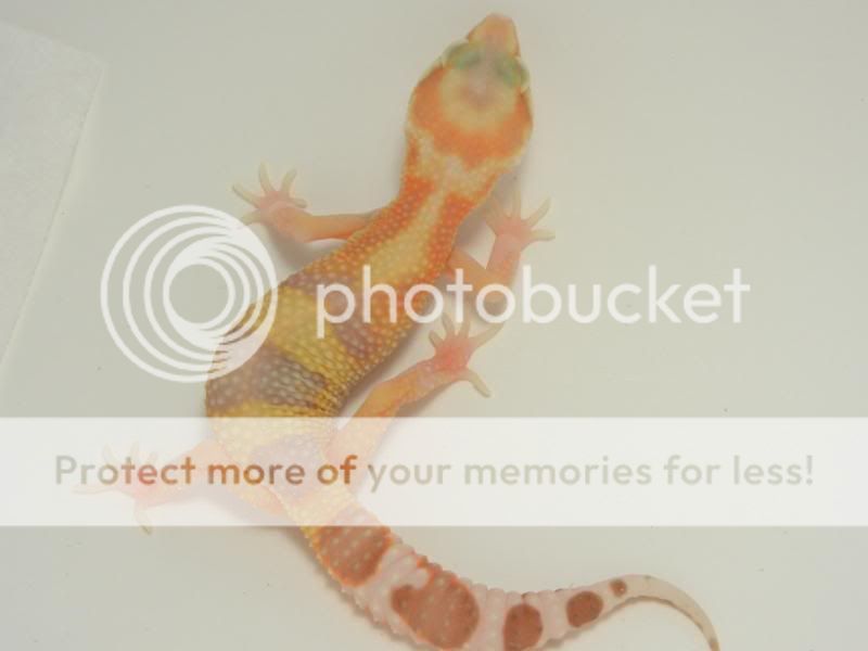 GeckosAugust2011010.jpg