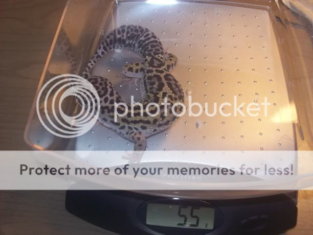 geckos001-2.jpg