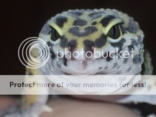 geckos1012.jpg