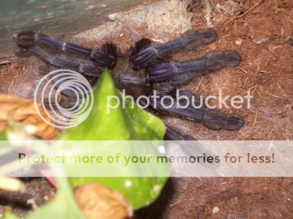 spiderpictures006.jpg