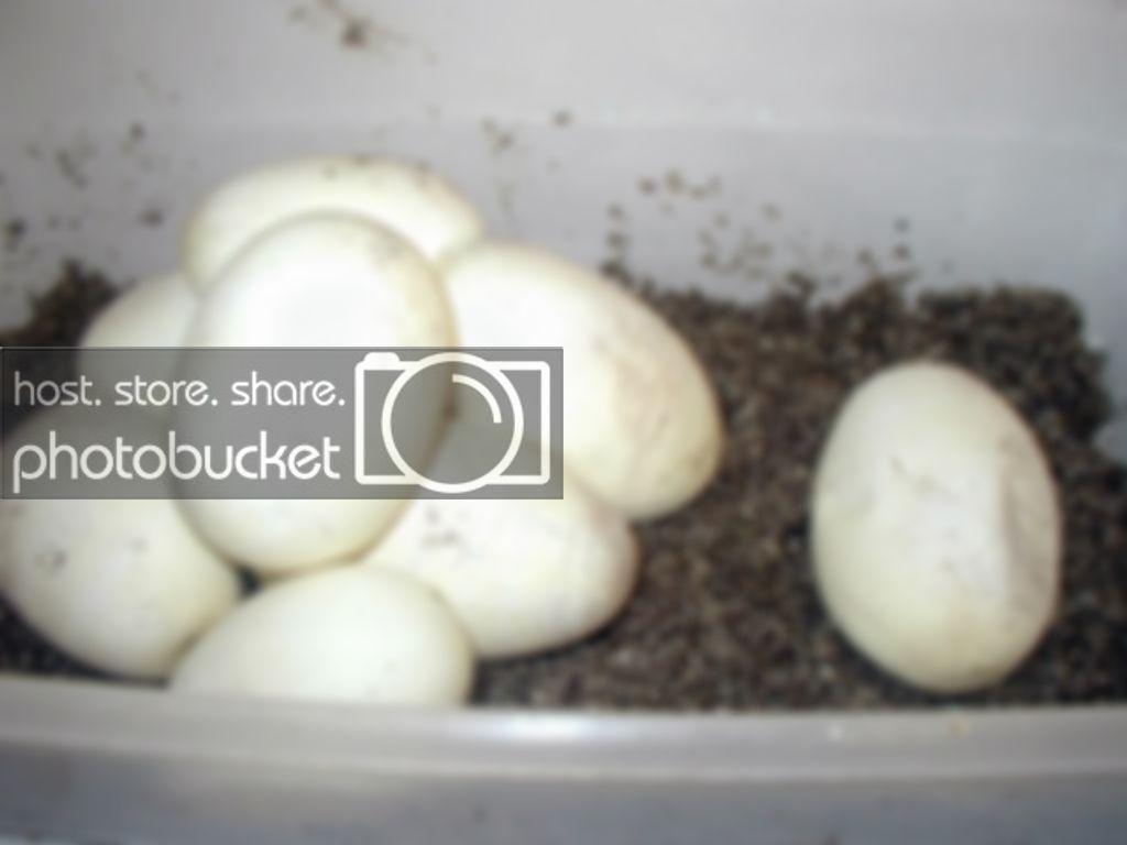 zurieggs1.jpg