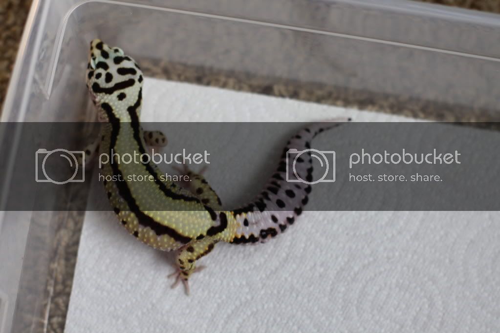 BoldStripe.jpg