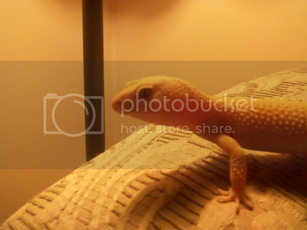 leopardgecko11.jpg