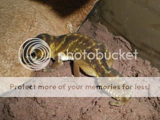 geckos020.jpg