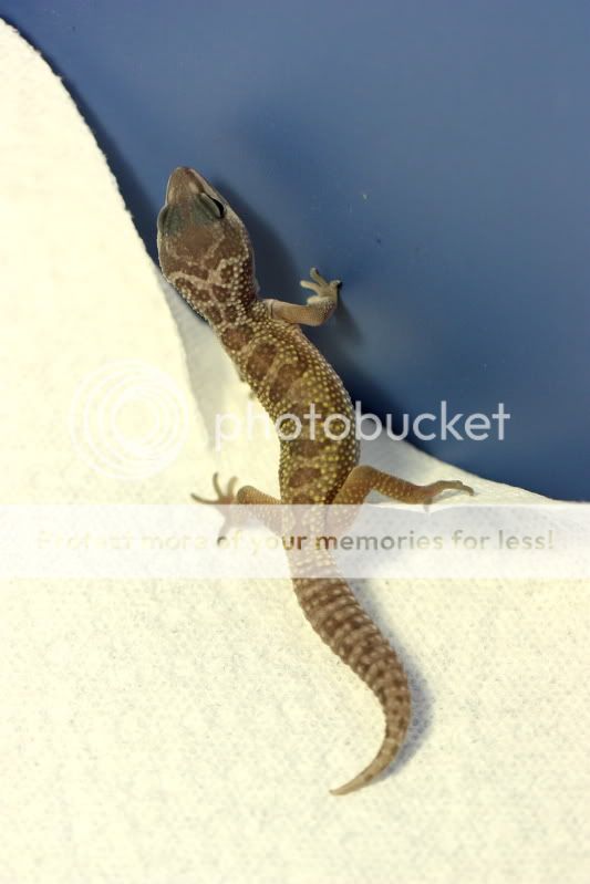 LeopardGecko0001.jpg