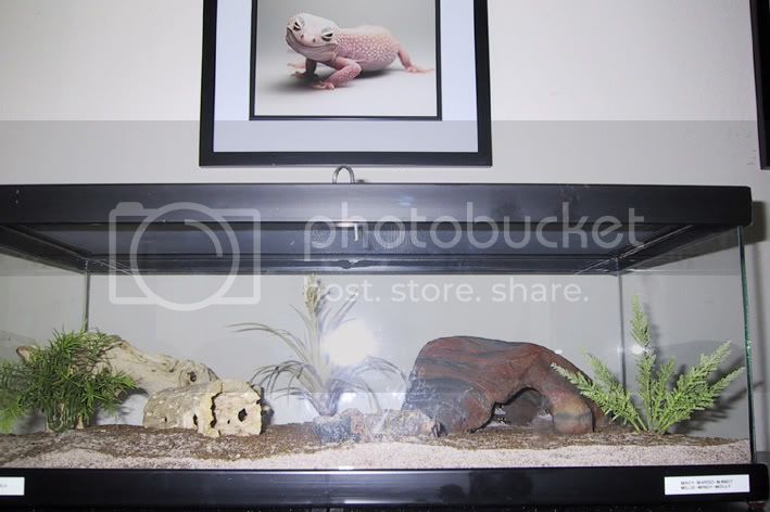 GeckoRoom15.jpg