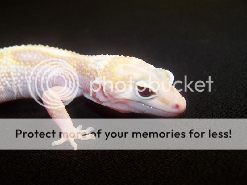 HembraC48MackSnowRAPTOR4.jpg