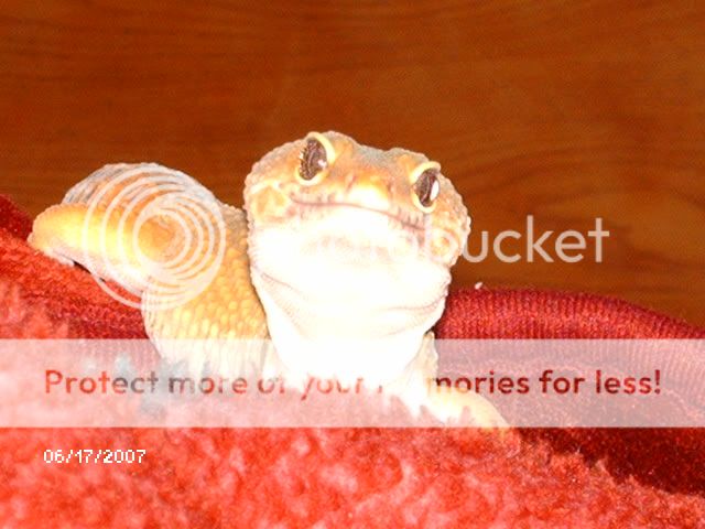 Geckosjune17017.jpg