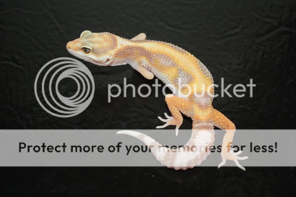 Geckos132.jpg