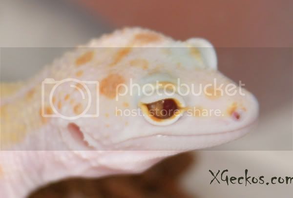IMG_4201novaeyes.jpg