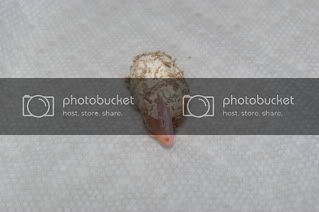 egghatch005.jpg