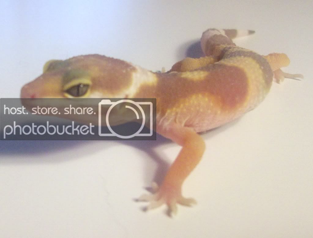 Mygeckos015-1.jpg