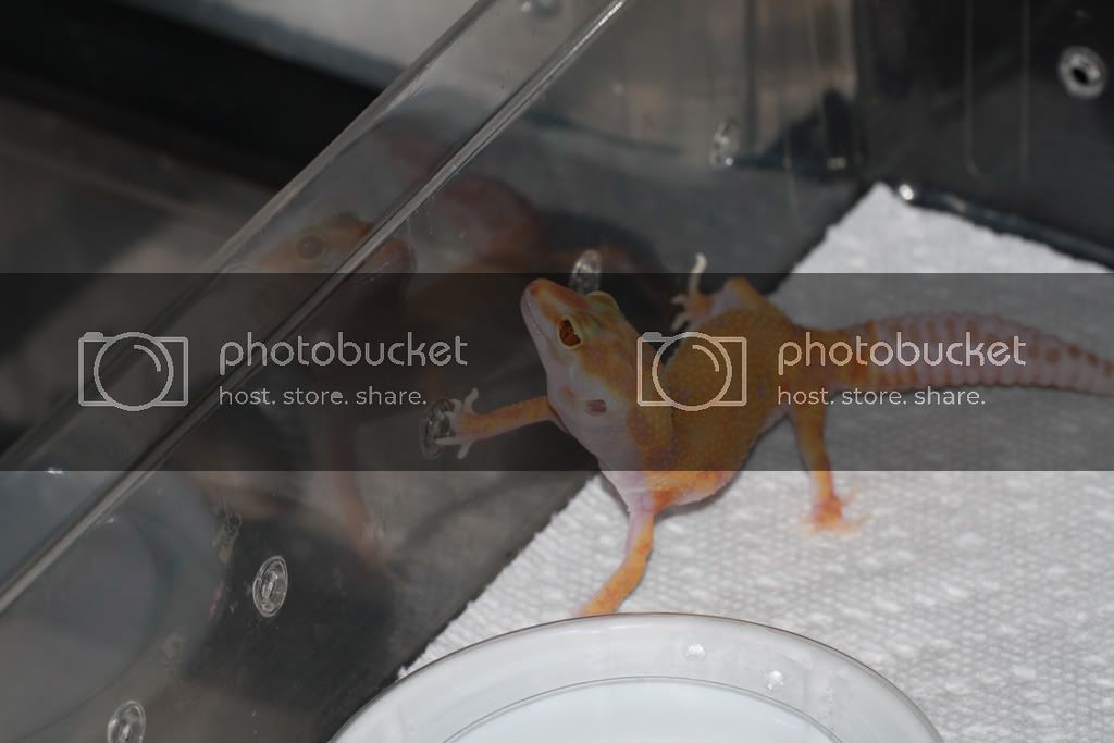 geckos-162.jpg