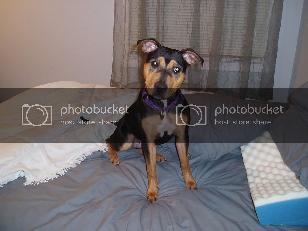 Abbie_on_my_bed_with_head_tilt.jpg