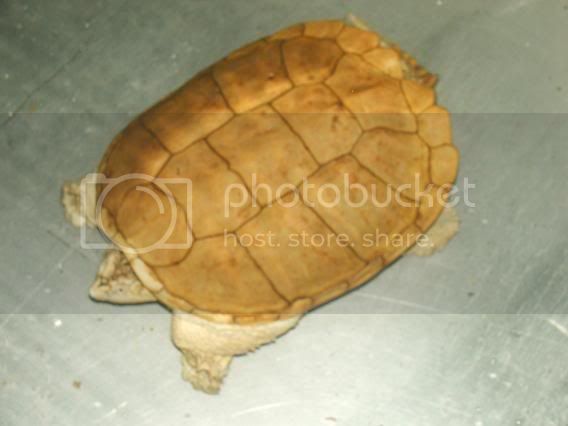 crestedsforsale1214.jpg