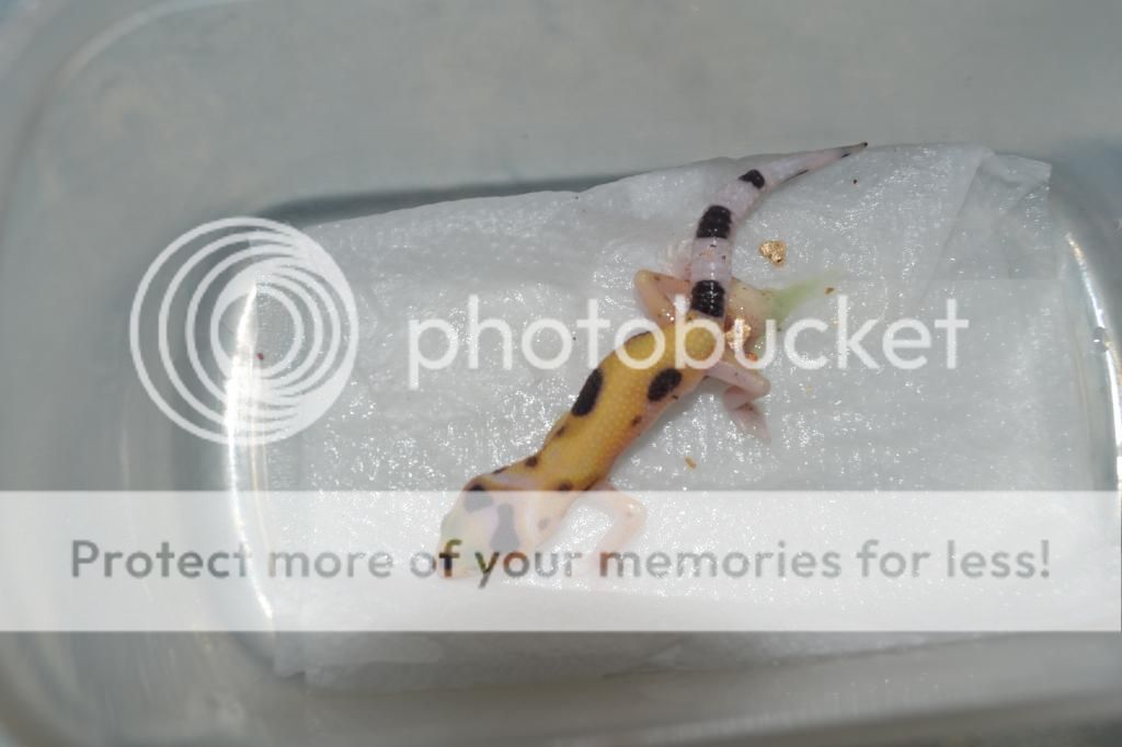 DSC_0010_zps89d4a8c8.jpg