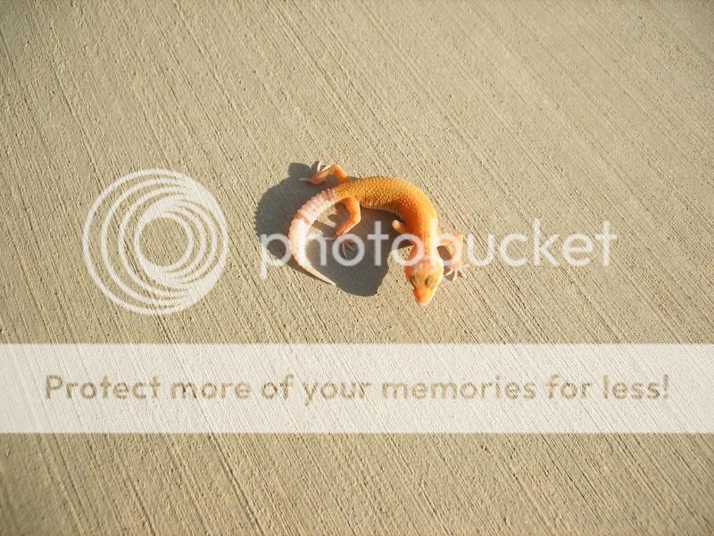 geckos022-1.jpg