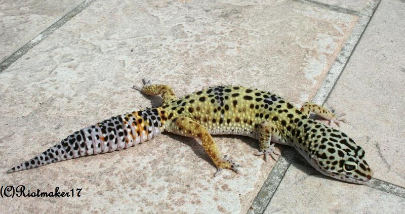 Basking_by_RiotMaker17.jpg