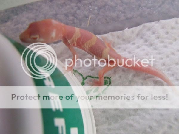 DSCF3140.jpg