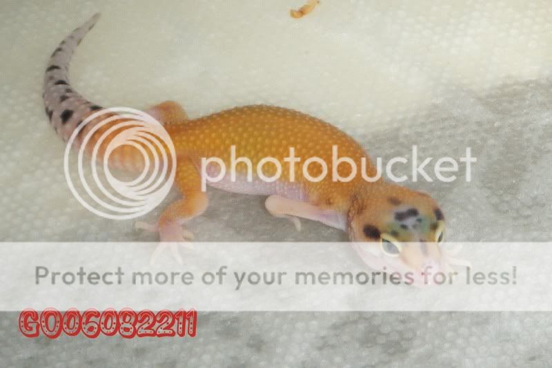 DSCF1105.jpg