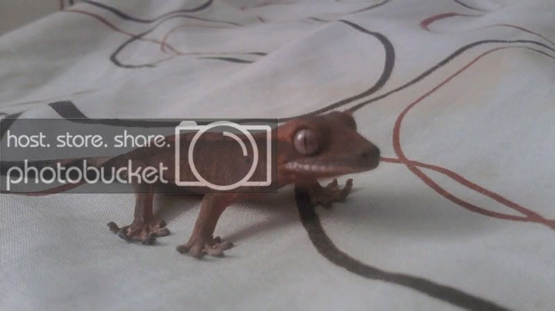 gecko4.jpg