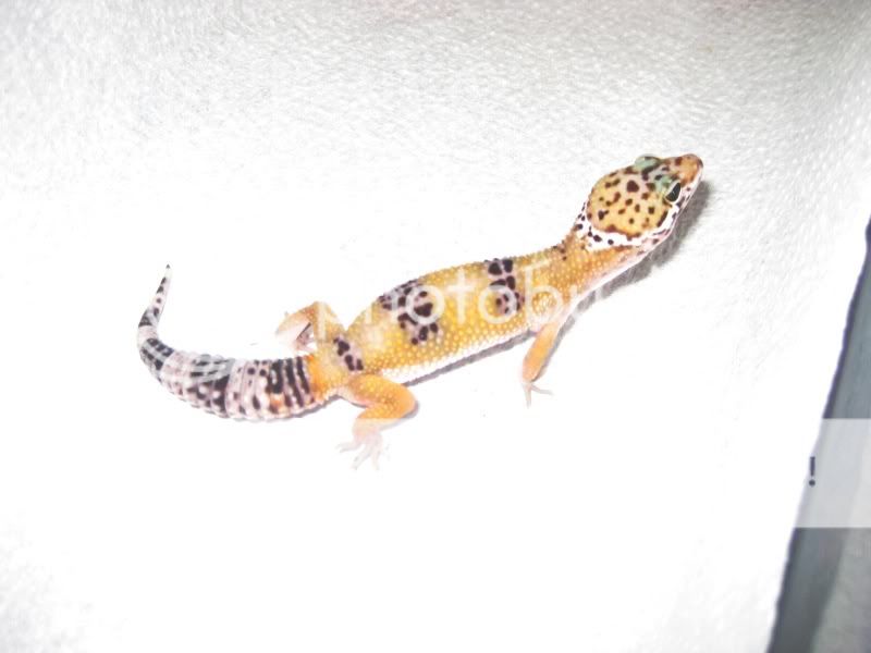 kidsandpets09038.jpg