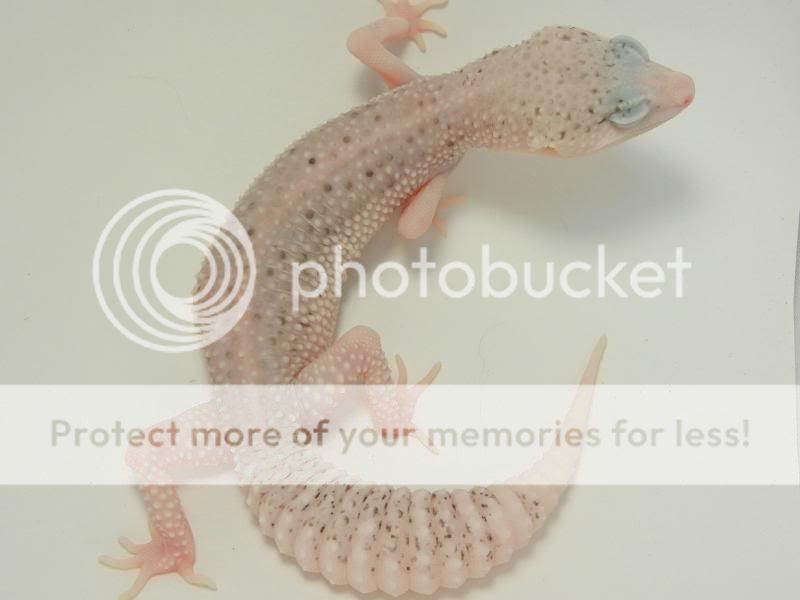 GeckosAugust2011019.jpg