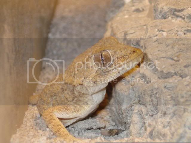 geckoniaenparoedura134.jpg